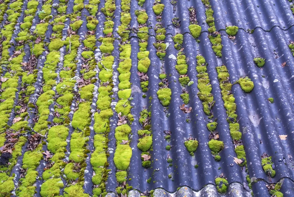 clean moss off your roof in the spring